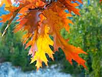Fall Oak Leaf