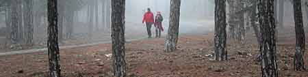 Walkers In Forest Late Fall