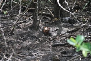 Crabs At Long Bay Beach